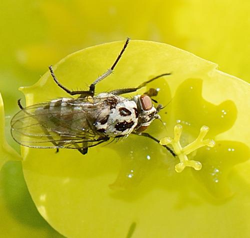 Réf. 300 256 : Anthomyia pluvialis
